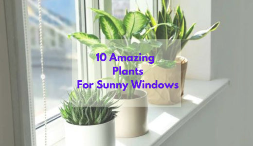 10 Amazing Indoor House Plants For Sunny Windows