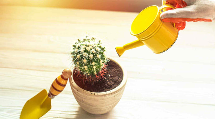 Cactus Care Basics: Light, Water, and Soil for Indoor Success