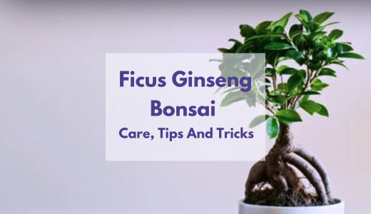 Ficus Ginseng Bonsai - Ficus Ginseng Care, Tips And Tricks