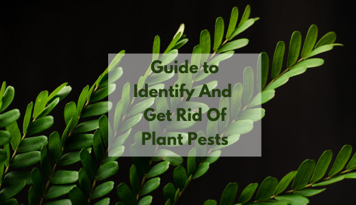 How To Identify And Get Rid Of Common Plant Pests