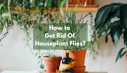 How Do I Get Rid Of Houseplant Flies (Fungus Gnats)?
