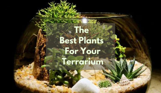 Choose the Best Plants For Your Terrarium