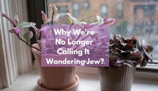 Why We're No Longer Using The Name Wandering Jew