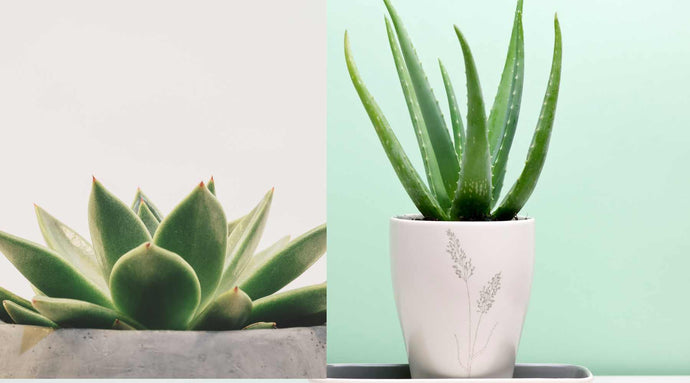 Aloe Vera vs. Agave: Similar Looks, Very Different Care