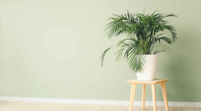 The Surprising Benefits of Palm Tree