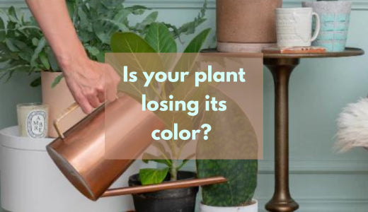 What to do if your plant loses its color