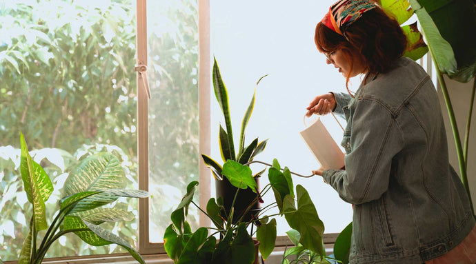 Understanding Light Requirements for Low-Maintenance Plants