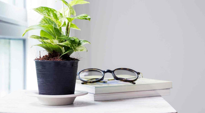 Golden Pothos Care and Growing Guide
