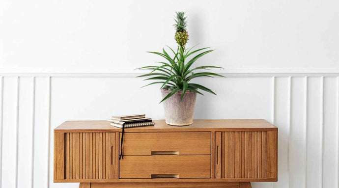 Mastering the Art of Growing Your Own Pineapple Plant: Tips & Tricks