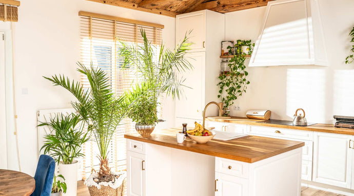 Best Heat-Resistant Plants for Warm Kitchen Spaces
