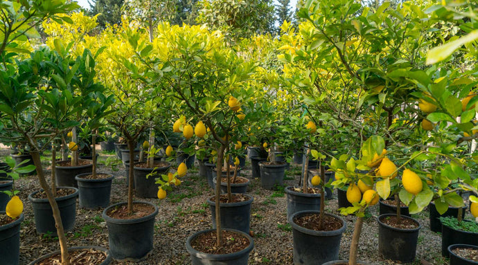 Lemon Tree Propagation Methods: From Seed to Sapling