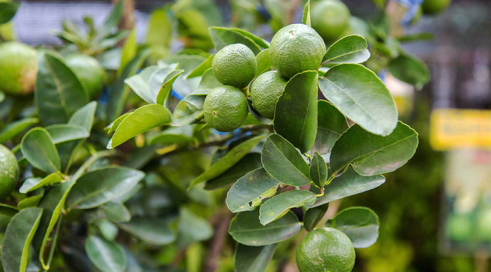 Understanding Lime Tree Care: Watering, Pruning, and Pest Control