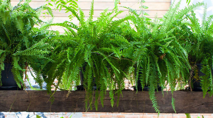 Outdoor Ferns: Choosing the Right Varieties for Your Garden or Landscape