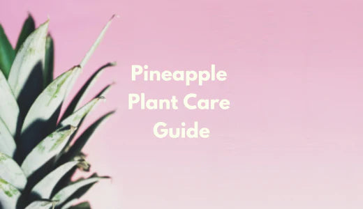 Pineapple Plant Care Guide - How To Grow And Maintain