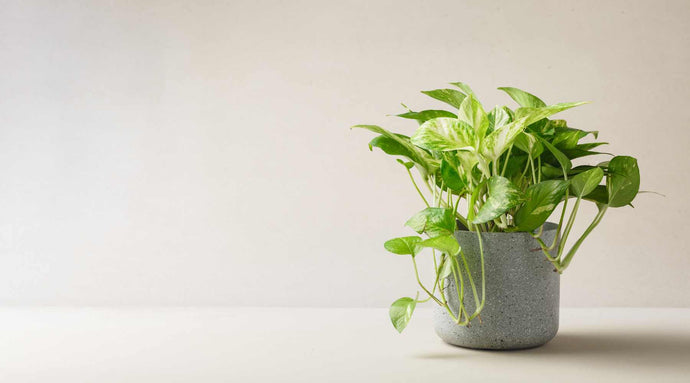 Purify Your Home: How Pothos Plants Improve Indoor Air Quality