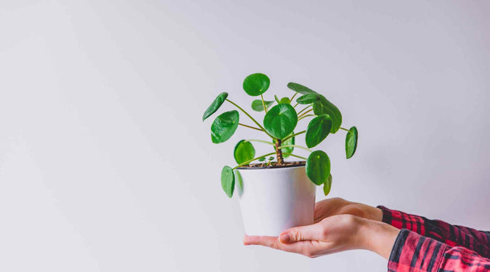 Propagating Money Plant: Easy Methods for Reproduction