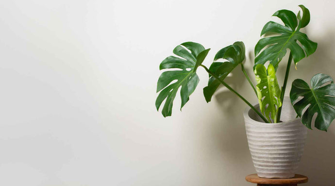A Step-by-Step Guide to Propagating Monstera Plants