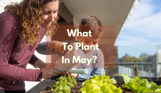 What To Plant In May - 9 Best Plants To Grow In May