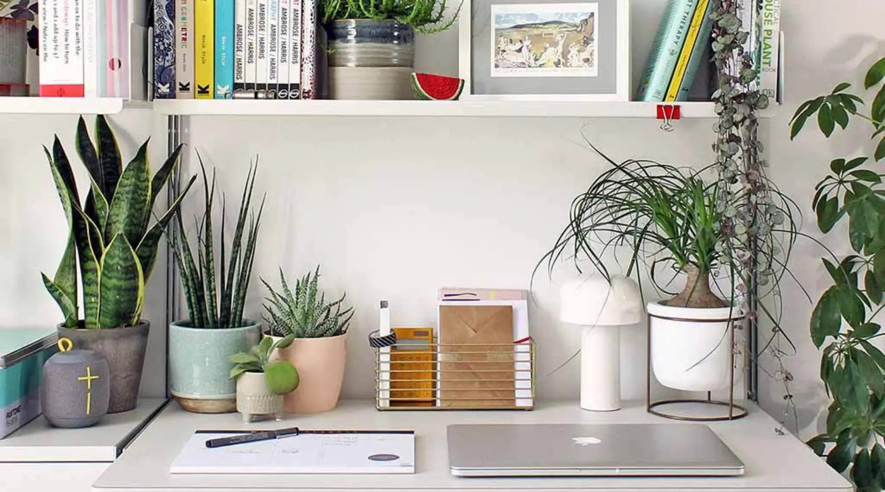 Plants and the Workplace CREATE AN ENVIRONMENT YOU CAN THRIVE IN