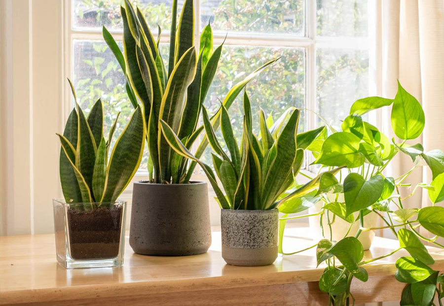 Small, Medium, Small snake plant sitting on a wooden shelf in front of a sunny window. A Golden Potho's vine sit out of view, the vines appear on the right hand side.  