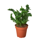 'Emina' Fern - 4" Pot