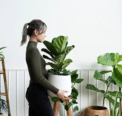 Monthly house plant with free delivery service included in USA