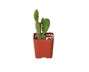 Cactus Variety Bundle