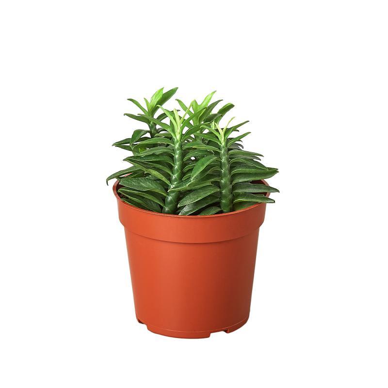 Euphorbia "Devil's Backbone"