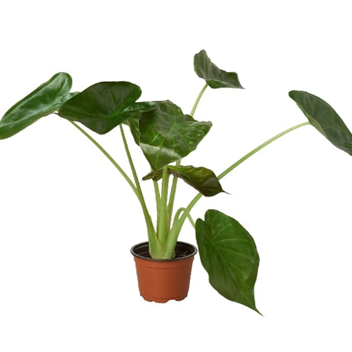 Alocasia 'Wentii'