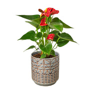 Anthurium 'Red' Navarro Pot