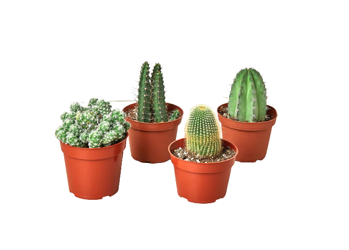 Cactus Bundle Cactus Variety Bundle | Buy Now on Bloombox Club – BloomBoxClub USA