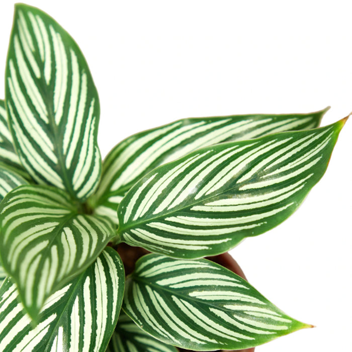 Calathea 'Vittata'
