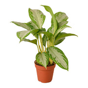 Chinese Evergreen 'Silver Bay' 4"
