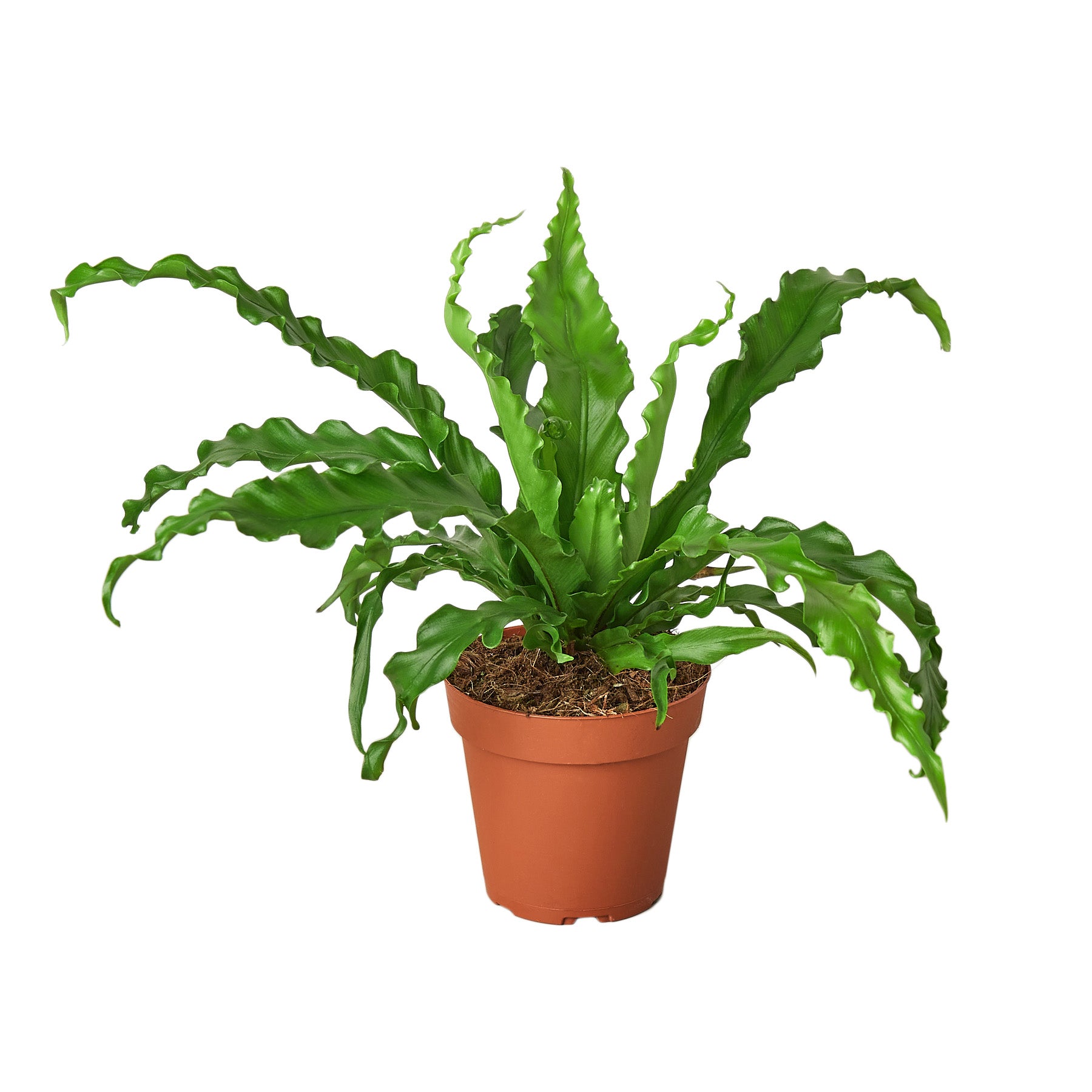 Nice Fern Bird's Nest Fern ‘Victoria’ | Delivered by Bloombox Club – BloomBoxClub USA