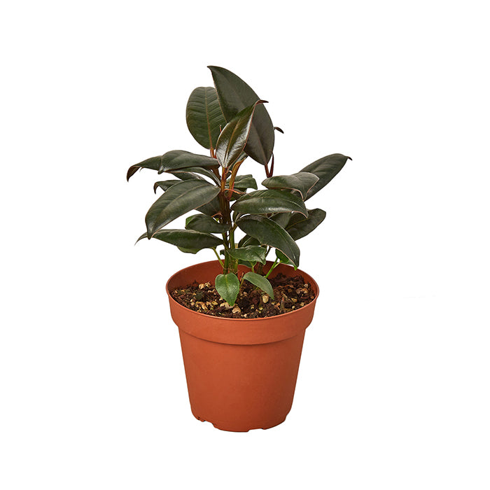 Ficus Plants | Shop All Type of Ficus Tree – BloomBoxClub USA