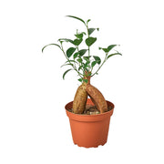 Ficus 'Ginseng' 4"