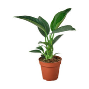Philodendron 'Congo Green' 4"