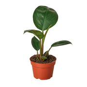 Philodendron 'Congo Rojo' 4"
