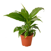 Spathiphyllum 'Green' 4"