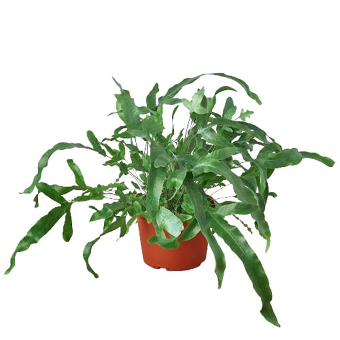 blue star fern air purifier Fern 'Blue Star' – Silvery-Blue Pet-Friendly Air-Purifier – BloomBoxClub USA