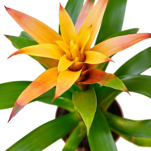 Buy Guzmania Bromeliad 'Orange' - 4